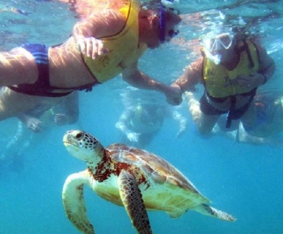 snorkel con tortugas